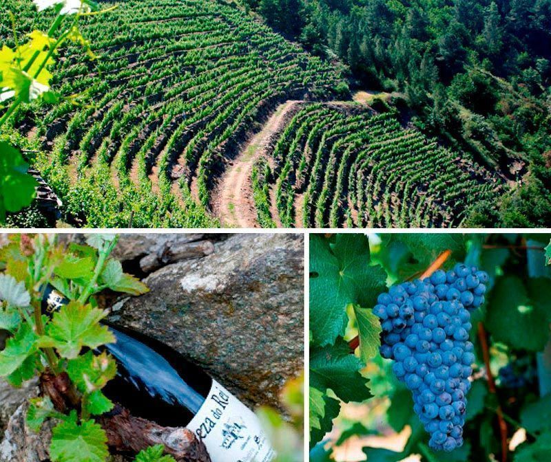 vino-gallego-mencia-peza-do-rei-50
