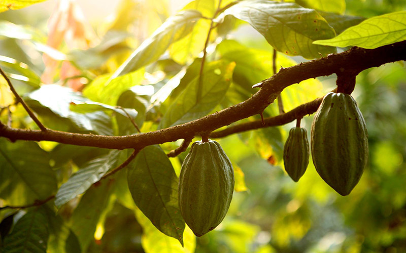 cacao plantacion claudio corrallo